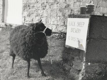 The Black Sheep Story