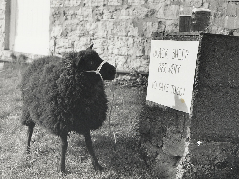 dark sheep dead dark sheep dead